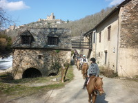 Du cheval en pleine nature
